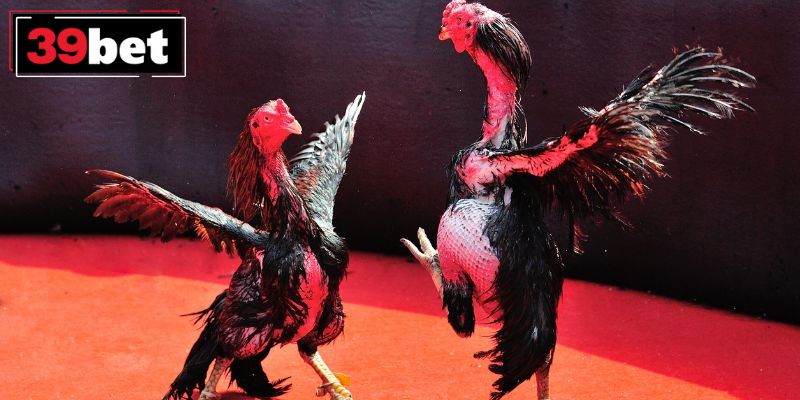 FAQ - Câu hỏi thường gặp về cược gà