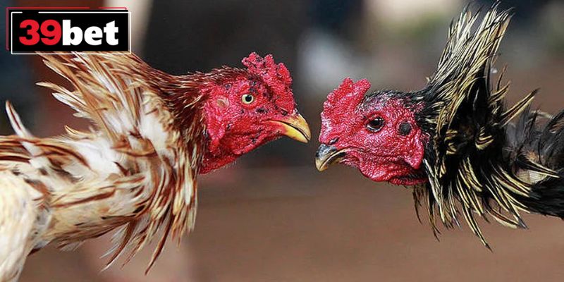 Hướng dẫn tham gia cược đá gà nhanh, an toàn