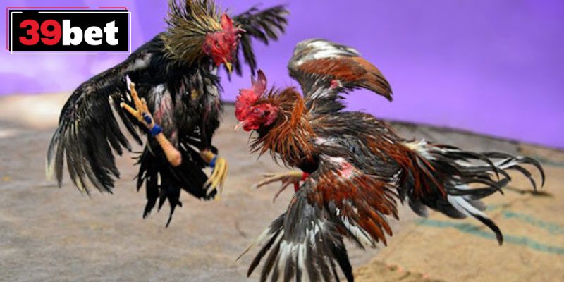 Kèo Wala có tỷ lệ thưởng cực khủng