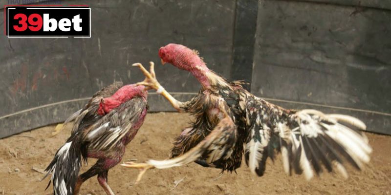 Xem đá gà trực tuyến chất lượng cao